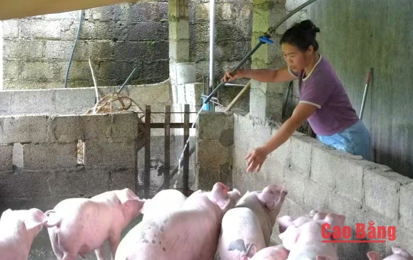Nông dân xã Nguyễn Huệ vay vốn từ nguồn Quỹ Hỗ trợ nông dân tỉnh đầu tư chăn nuôi lợn.