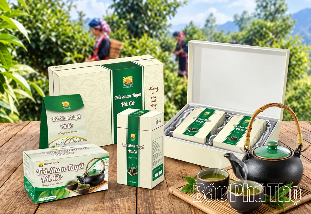 Giữ vùng chè cổ, mở sinh kế mới